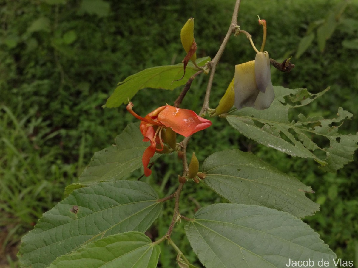Helicteres isora L.